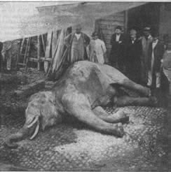 Döende elefant